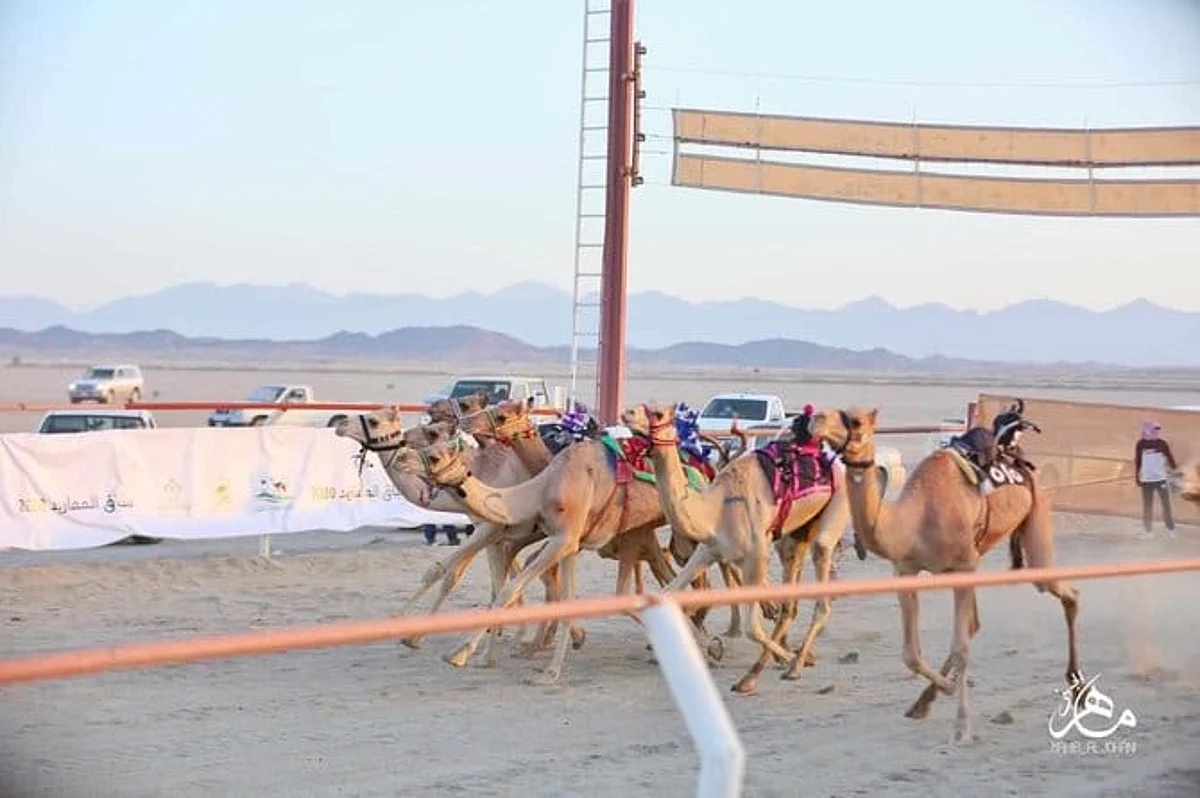 Steps underway to organize camel races in KSA