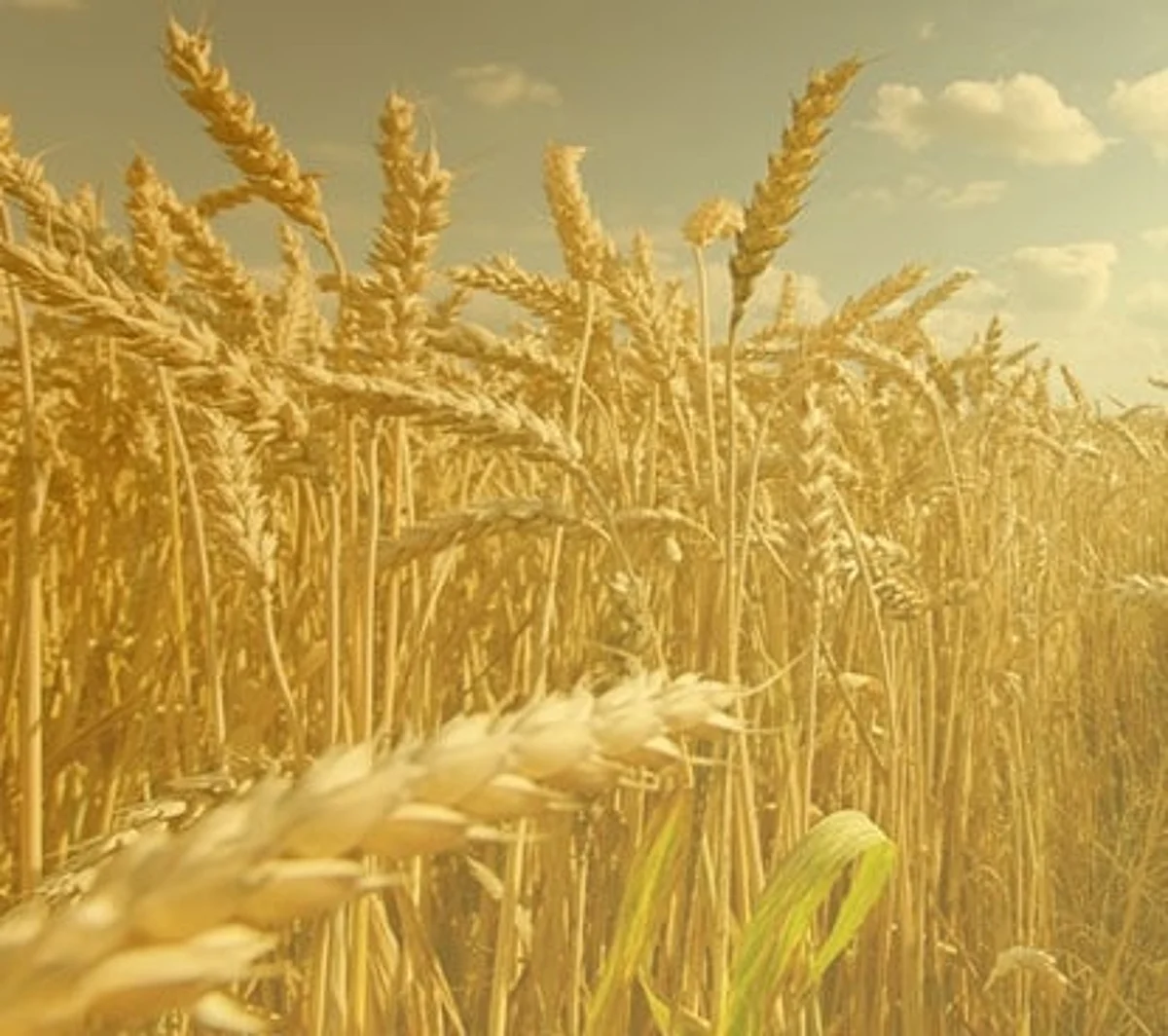 SAGO completes procedures for 7th barley tender in 2020