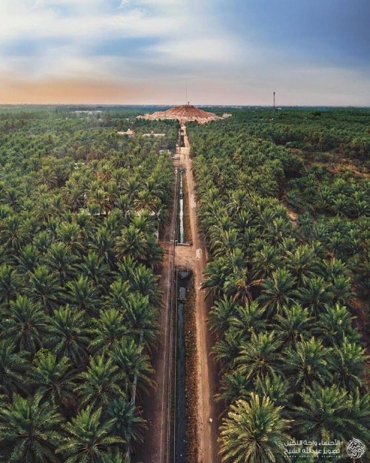 Saudi Arabia ranks second globally with 1.5 million tons of dates production a year