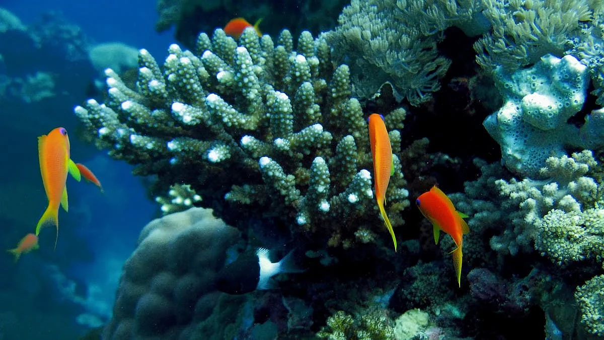 Saudi Arabia is Home of Red Sea’s Most Resilient Coral Reefs: Environment Ministry