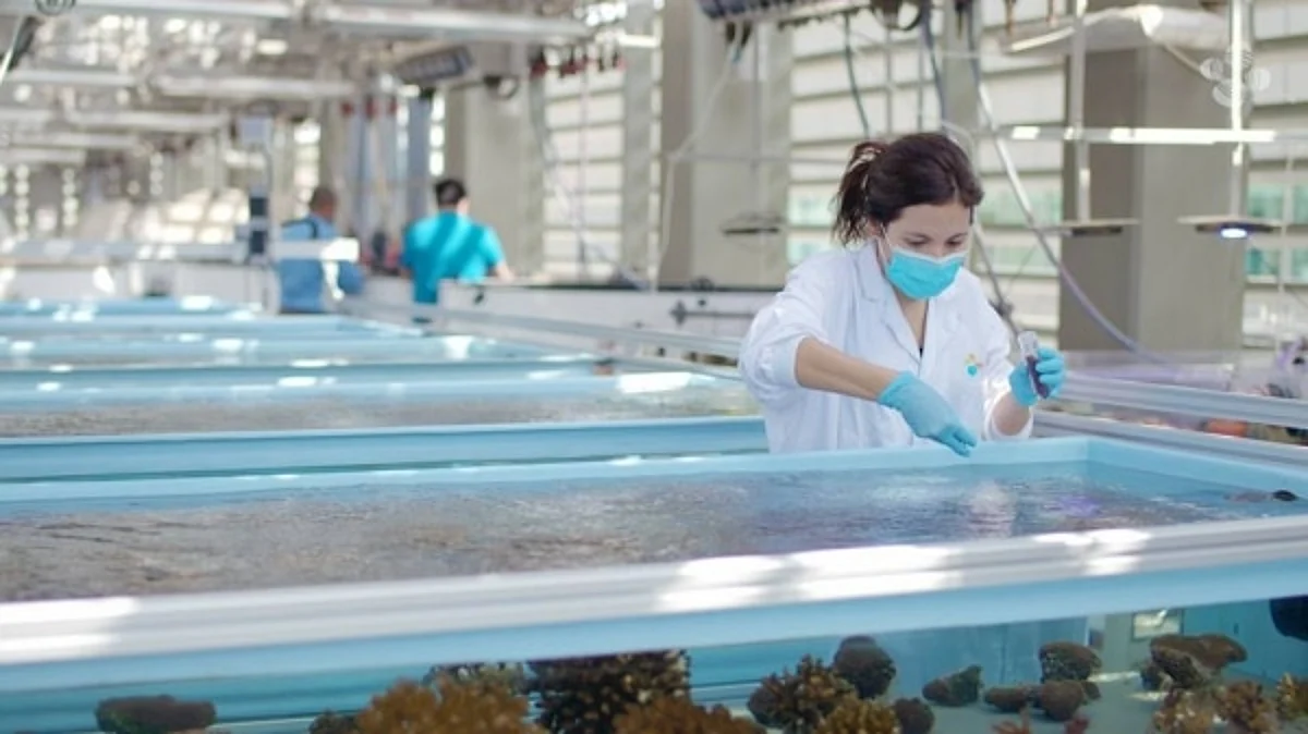 Probiotics for corals boost resilience; help prevent mortality