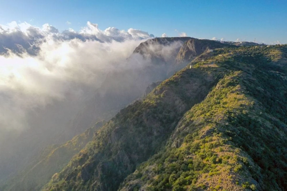 Soudah Development announces planting more than 1m trees in Soudah, Rijal Almaa