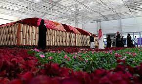 Taif rose festival attracts nearly a million visitors