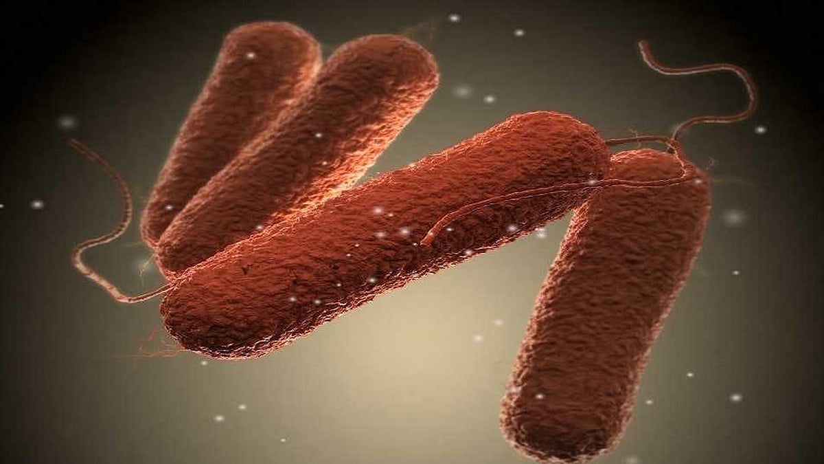 Бактерия сальмонелла Тифи