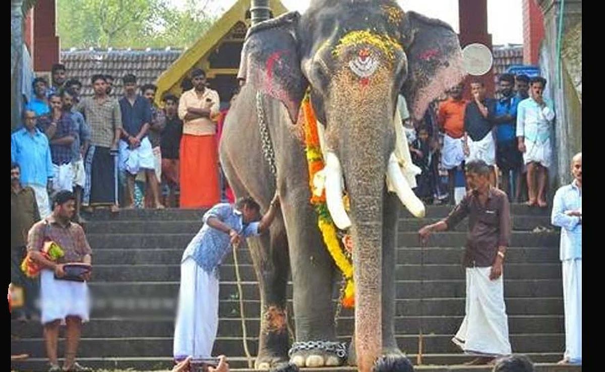 ഉത്സവപ്രേമികളുടെ അഹങ്കാരമായ കുട്ടിശങ്കരന് ചരിഞ്ഞു