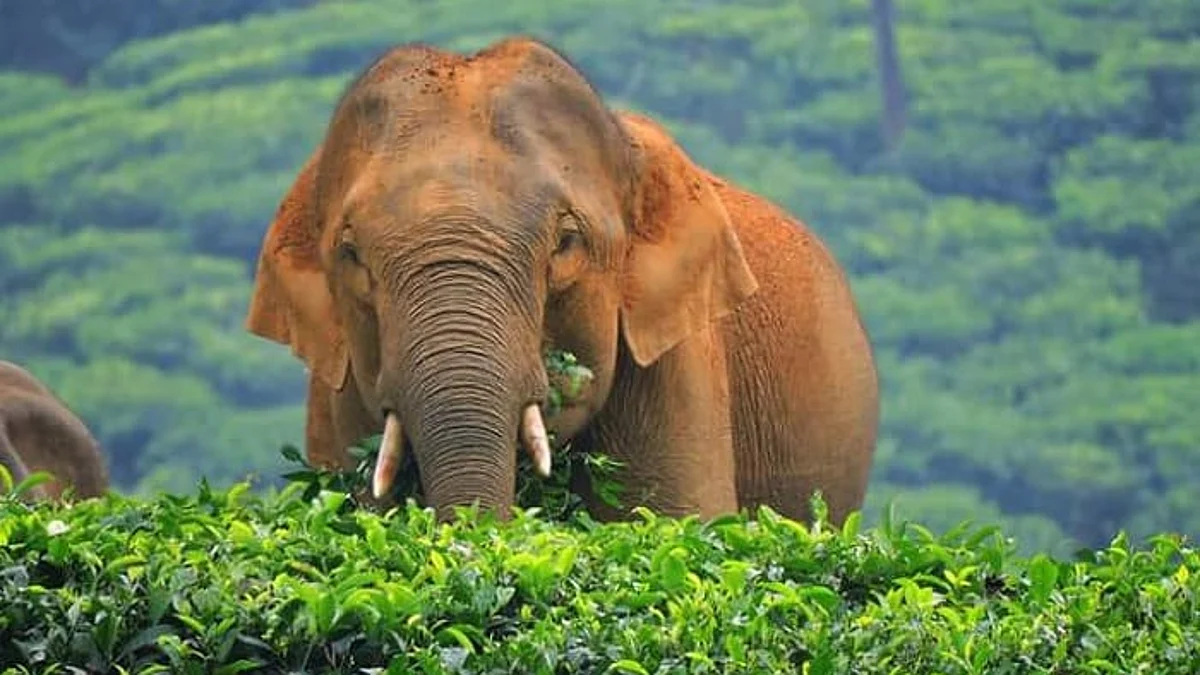 നിര്ത്തിയിട്ടിരുന്ന കാര് കാട്ടാന തകര്ത്തു