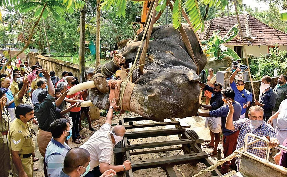 ആനയെ പടക്കം വച്ചു കൊന്ന കേസ്: പ്രതിയ്ക്ക് ജാമ്യം; സോഷ്യല് മീഡിയയില് പ്രതിഷേധം
