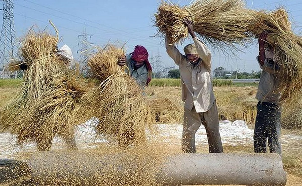 പഞ്ചാബിൽ നെല്ല് സംഭരണം തുടങ്ങി