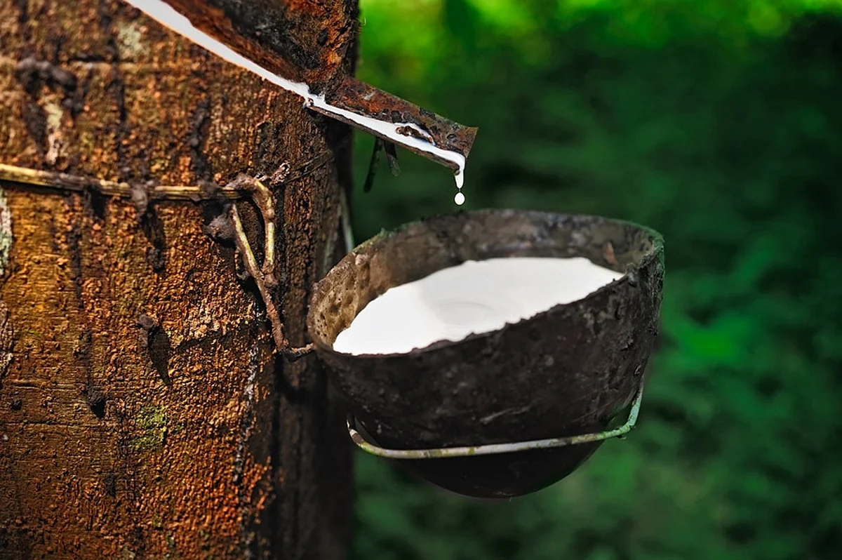 ഒരു വർഷത്തിനുശേഷം റബ്ബറിന് 150 രൂപ