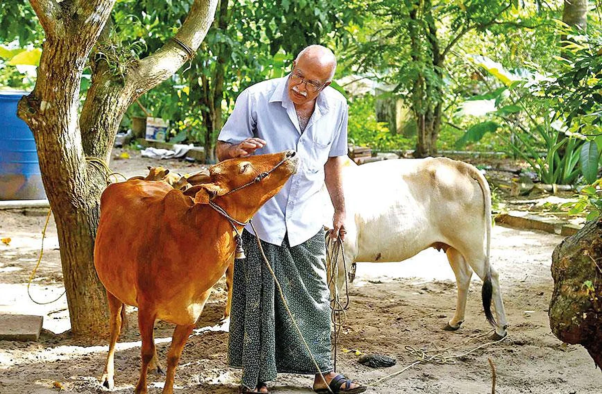 വയനാട്ടിൽ പശുക്കളിൽ ലംമ്പീസ് ചർമ്മ രോഗം വ്യാപിക്കുന്നു