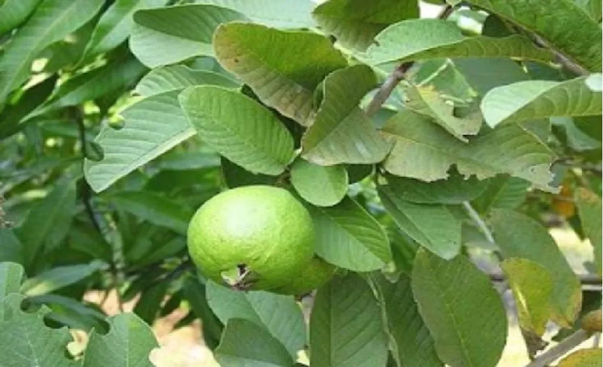 പേരയിലയിലെ ഔഷധ ഗുണങ്ങള്