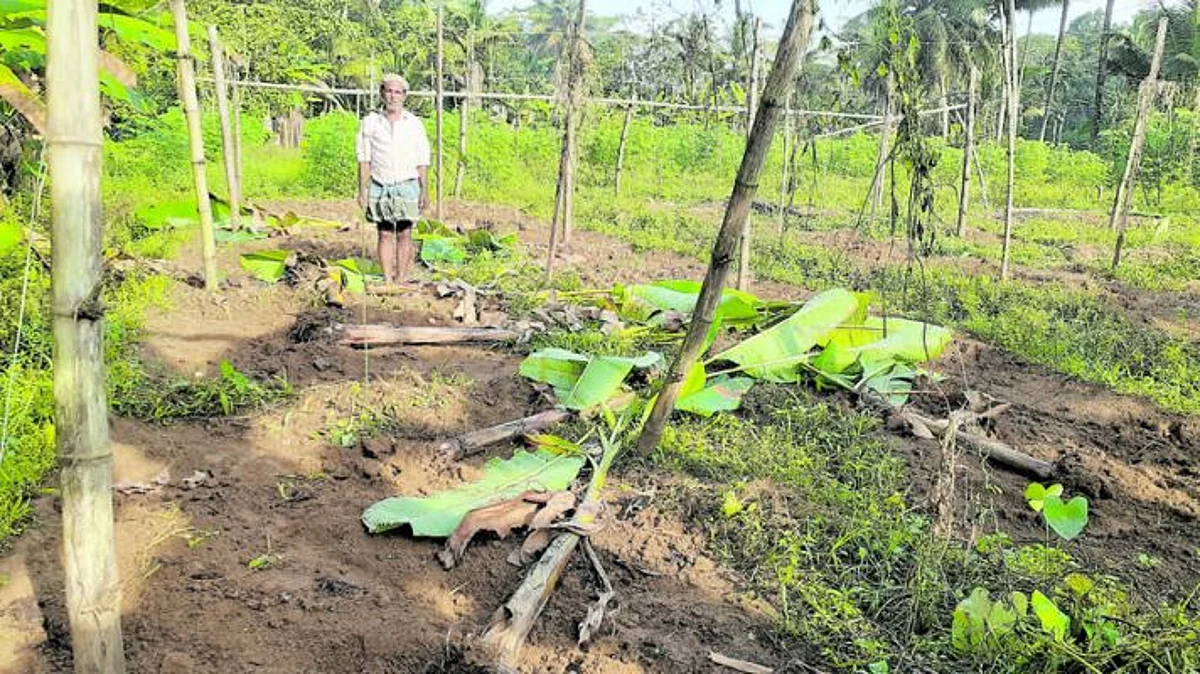 കർഷകർക്ക് ആശ്വാസം ; കൃഷി നശിപ്പിക്കുന്ന കാട്ടുപന്നികളെ വെടി വെയ്ക്കാം