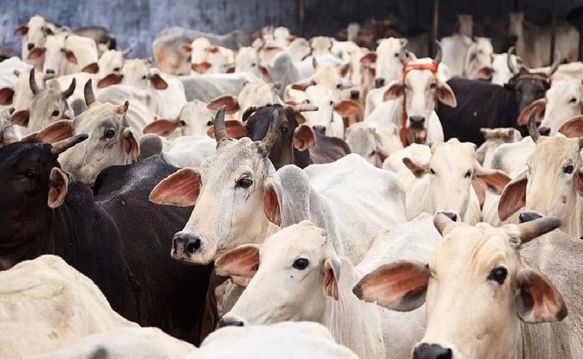 കർണാടകയിൽ ഗോവധ നിരോധന നിയമ ബിൽ പാസായി