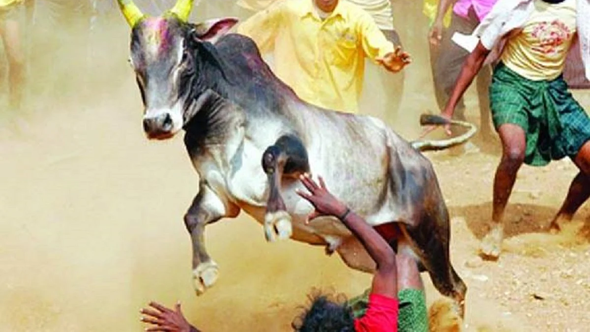 ജെല്ലിക്കെട്ട് മത്സരത്തിനിടെ നാല് പേര്ക്ക് ഗുരുതര പരിക്ക്