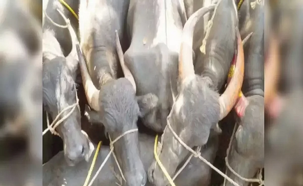 സമ്പൂര്ണ ഗോവധ നിരോധന നിയമം ഏര്പ്പെടുത്തി കര്ണാടക സര്ക്കാര്