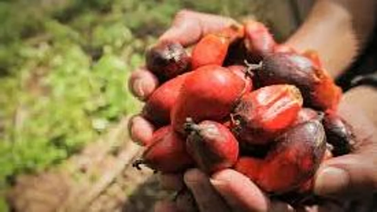 മലേഷ്യയിൽ നിന്ന് 5 ലക്ഷം ടൺ പാമോയിൽ ഇറക്കുമതി ചെയ്ത് ഇന്ത്യ