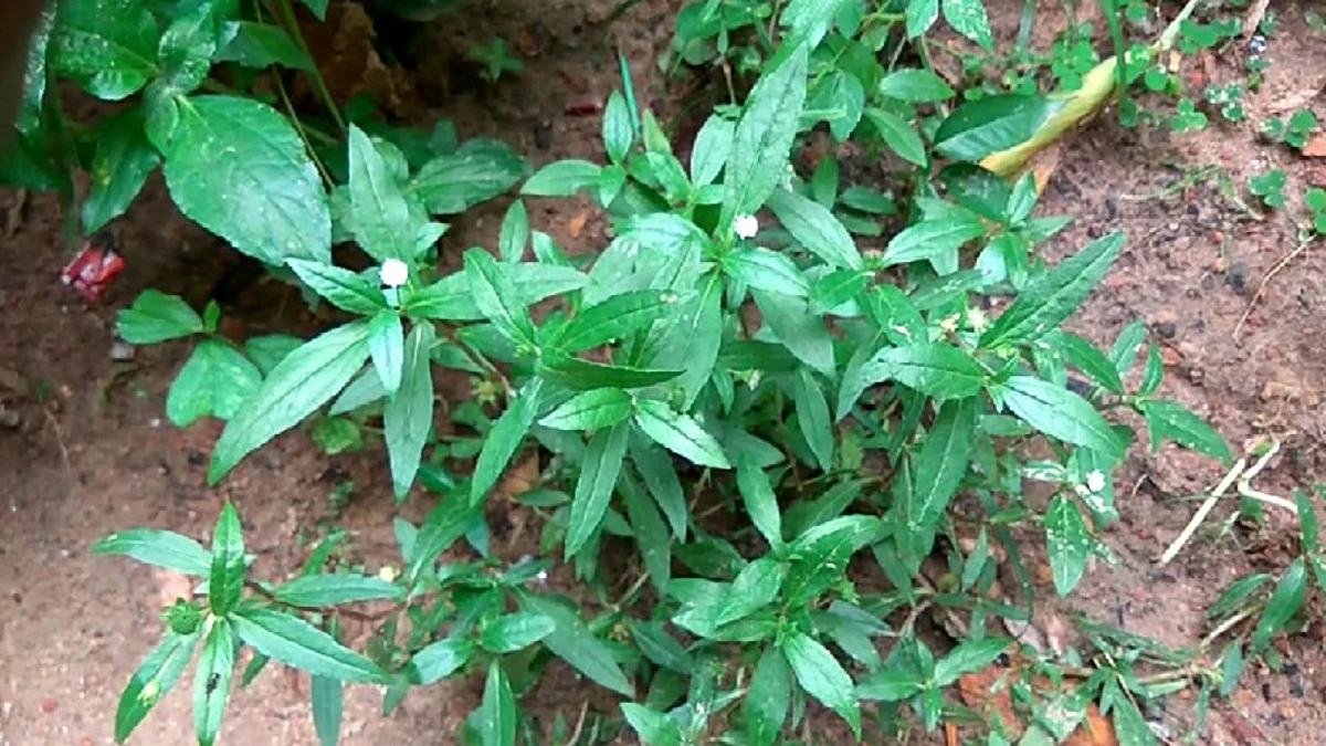 കേശ സംരക്ഷണത്തിന് കയ്യോന്നി