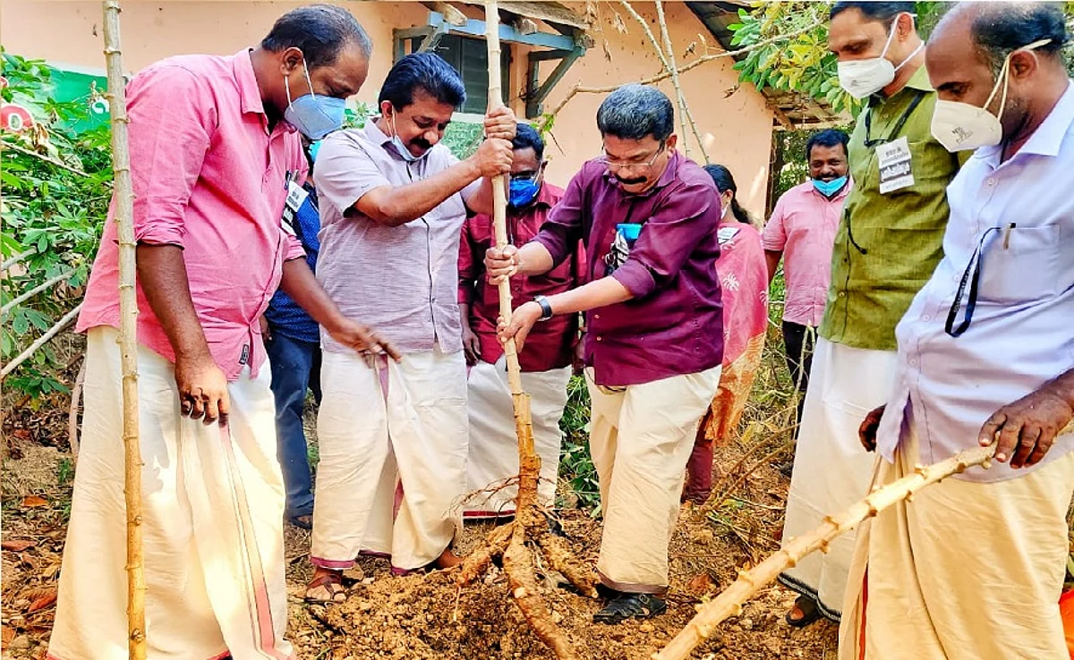 സുഭിക്ഷ കേരളം പദ്ധതി: മരച്ചീനി കൃഷിയുടെ വിളവെടുപ്പ് നടത്തി