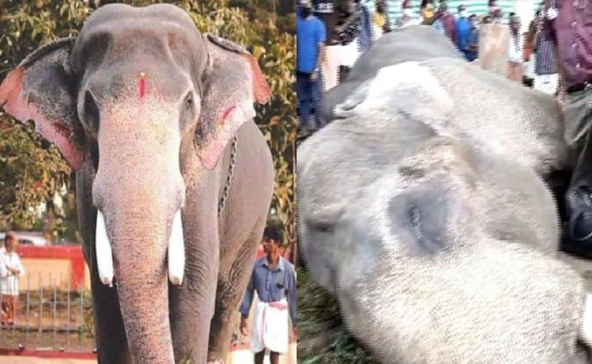 തിരുവിതാകൂര് ദേവസ്വം ബോർഡിന്റെ കൊമ്പൻ ചരിഞ്ഞ സംഭവം; പ്രതിഷേധം തുടരുന്നു; പ്രദേശത്ത് ഹര്ത്താല്