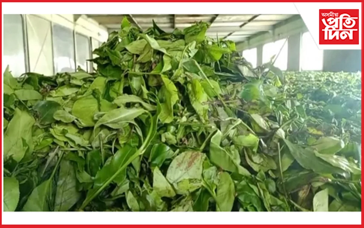 tea garden