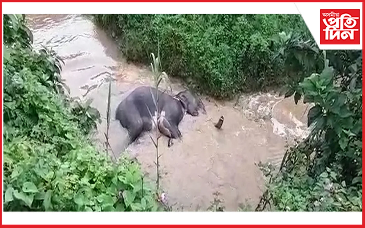 titabor elephant