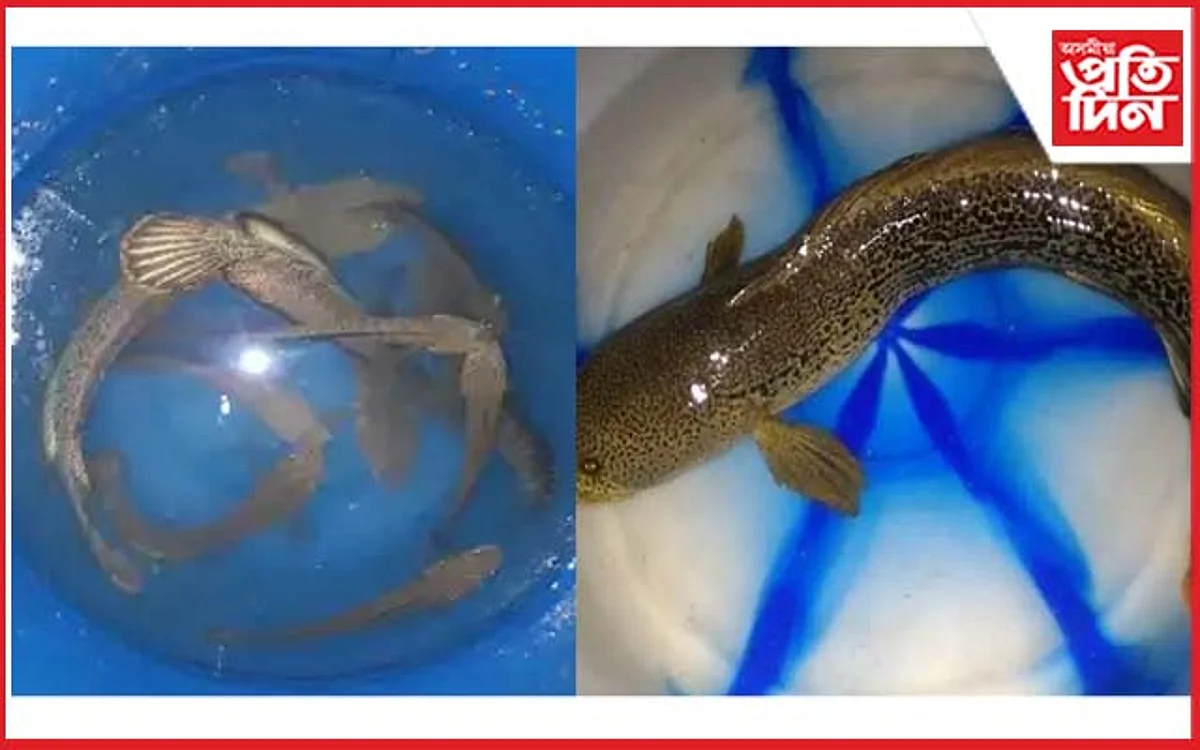 kaziranga channa barca