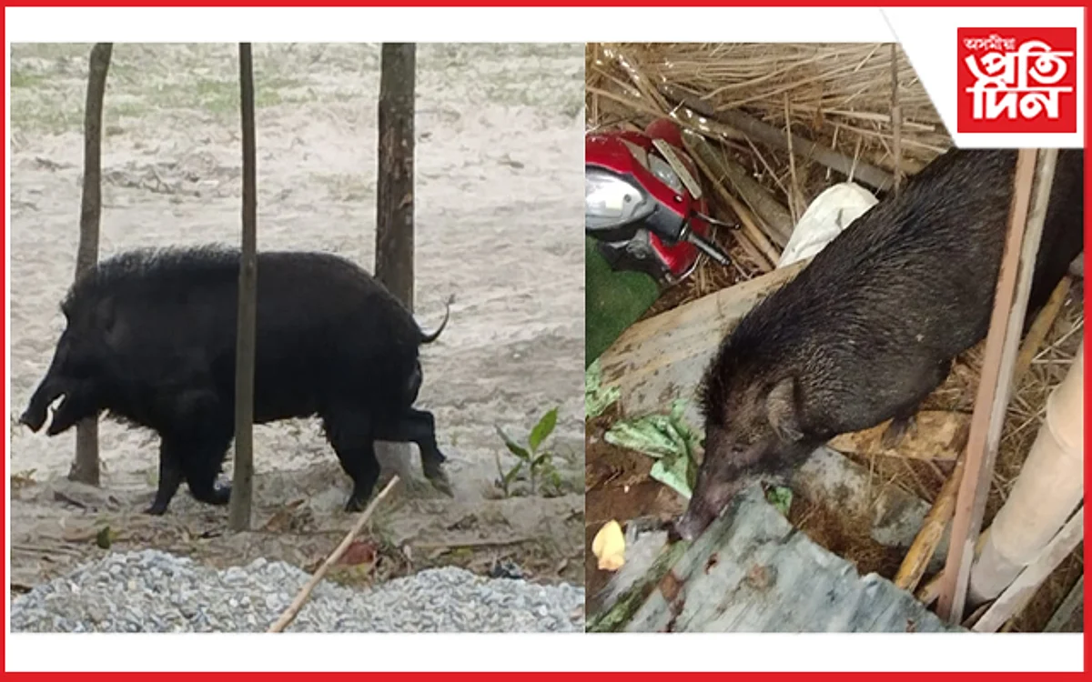 darrang pig attack