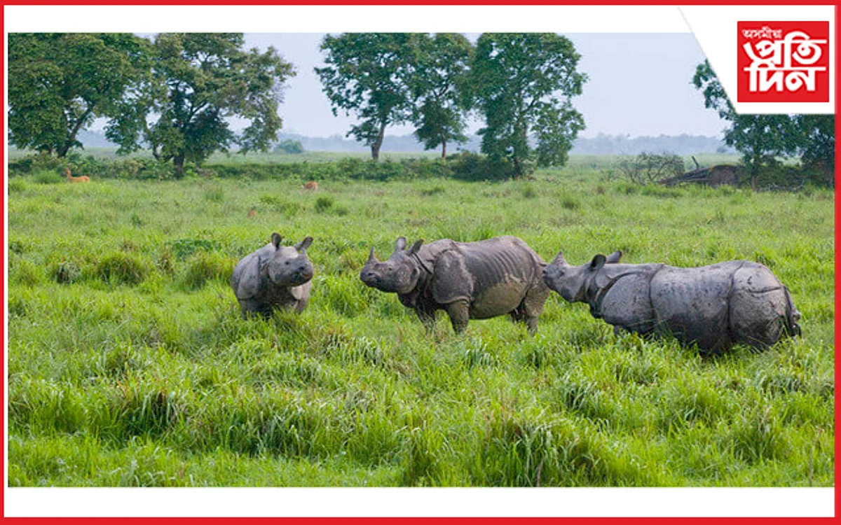majuli rihno
