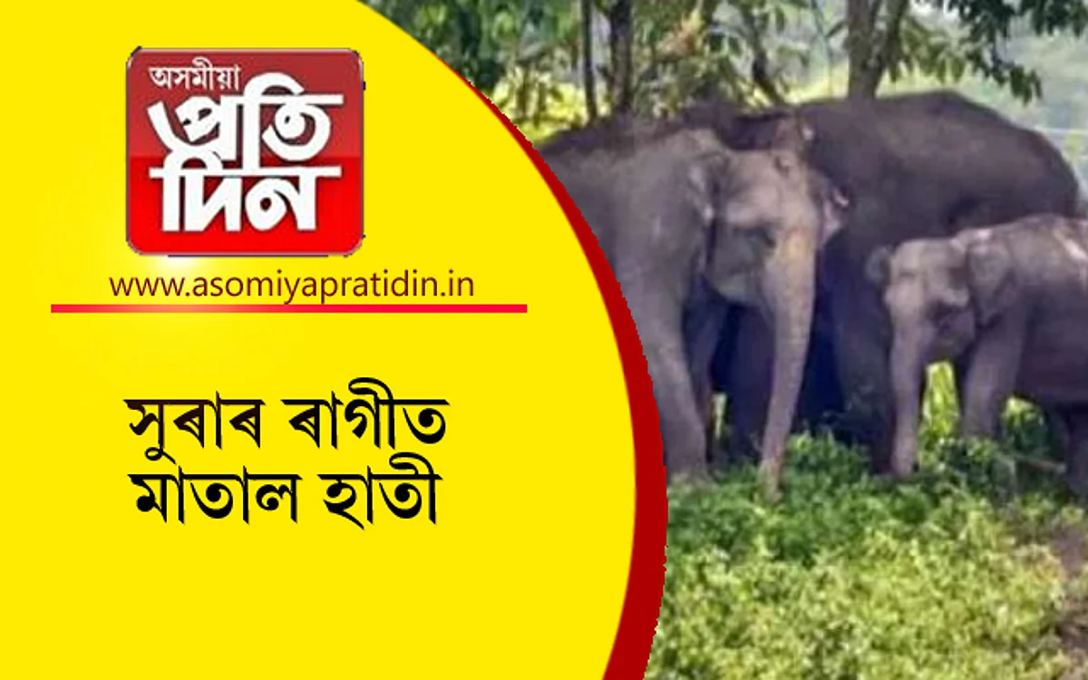 দেশীয় সুৰাৰ ৰাগীত মতলীয়া বন্যহস্তী...