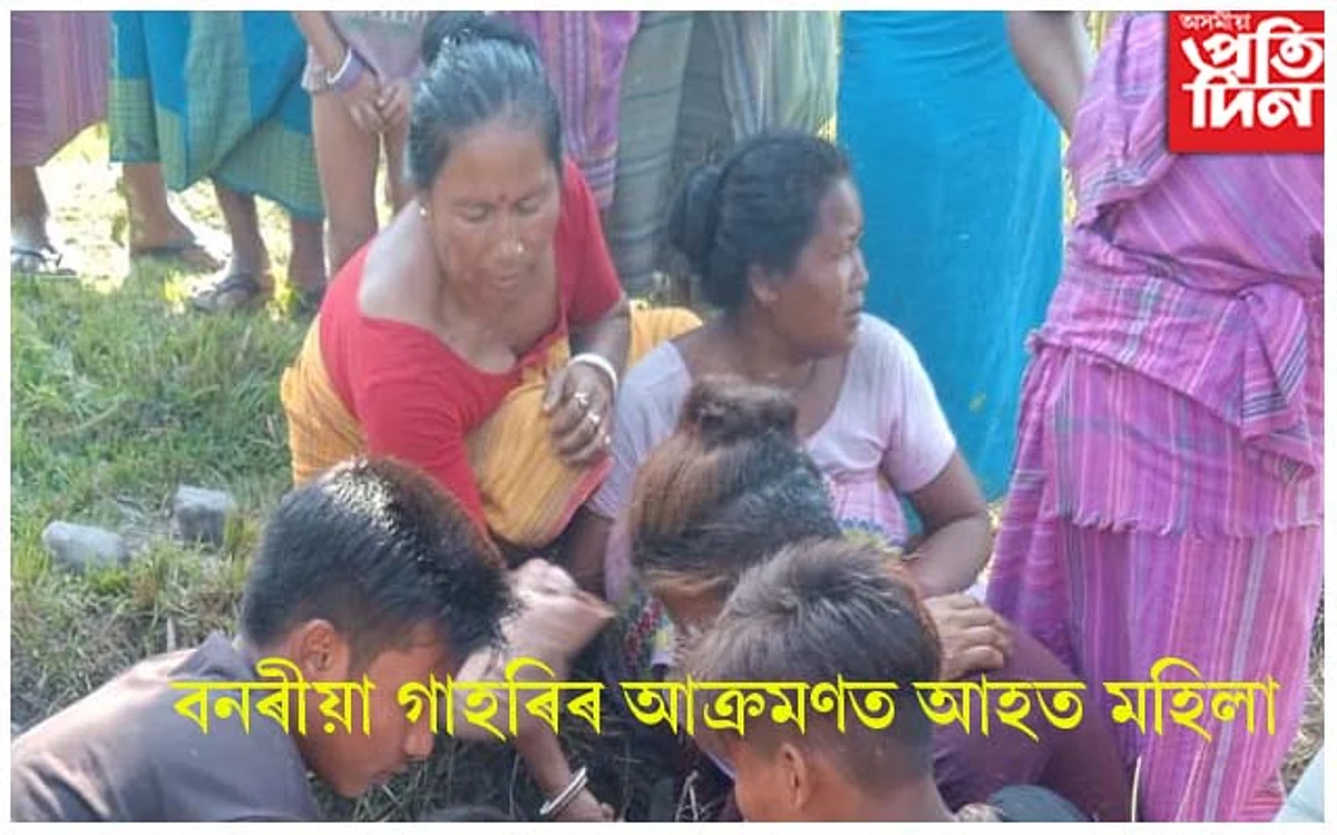 বনৰীয়া গাহৰিৰ আক্ৰমণত আহত মহিলা...