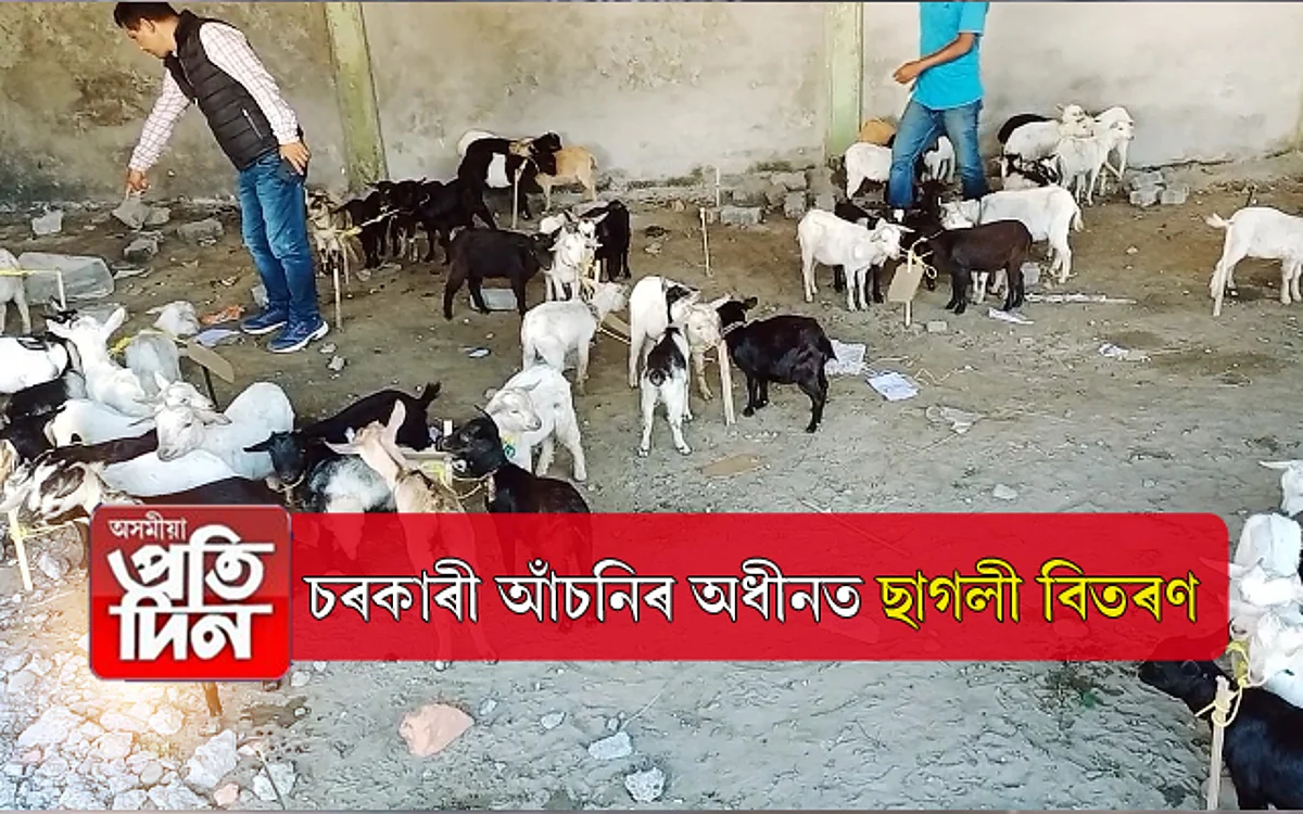 ৰুৰবান আঁচনিৰ অধীনত ছাগলী বিতৰণঃ পশুখাদ্য নিদিয়াত অসন্তুষ্টি...