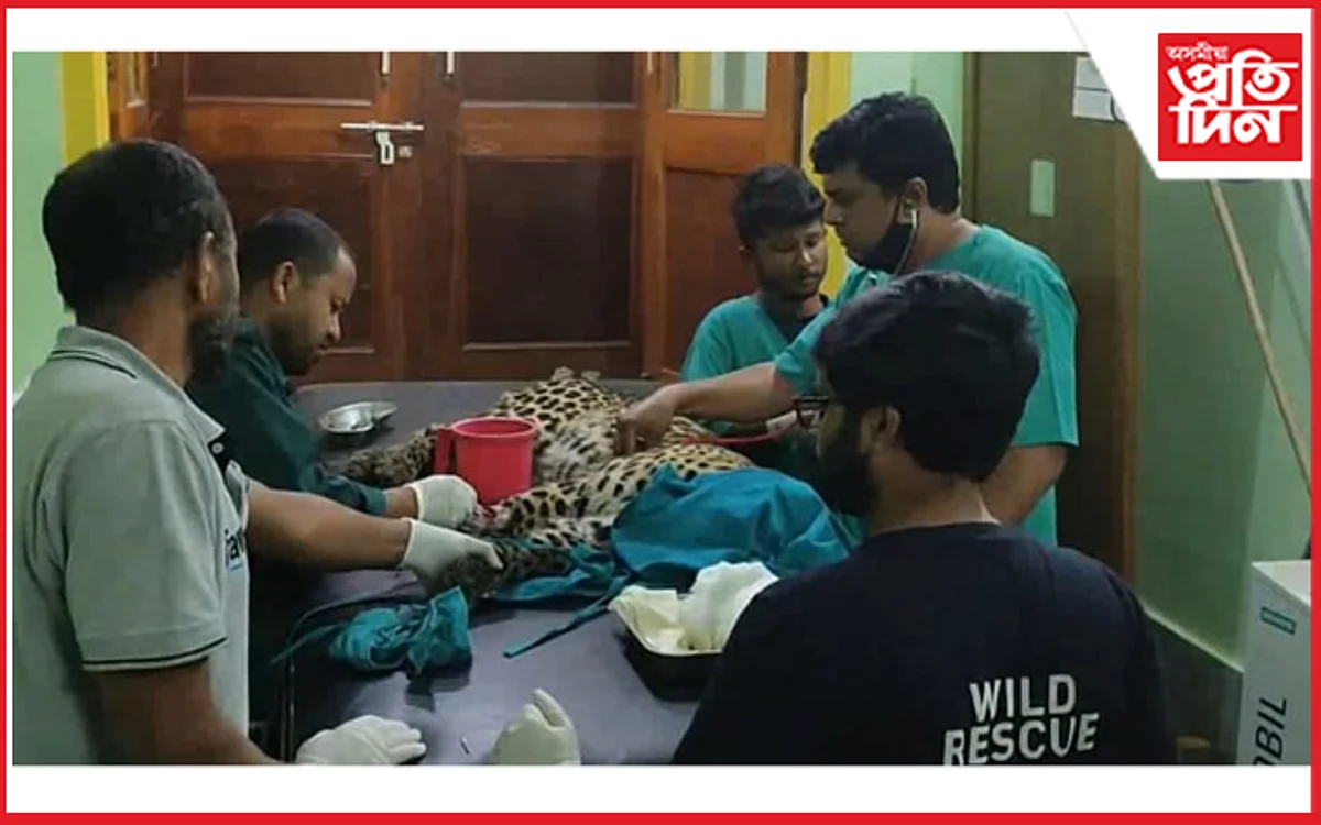 যোৰহাটত আতংকৰ সৃষ্টি কৰা নাহৰফুটুকীৰ চিকিৎসাধীন অৱস্থাত মৃত্যু...