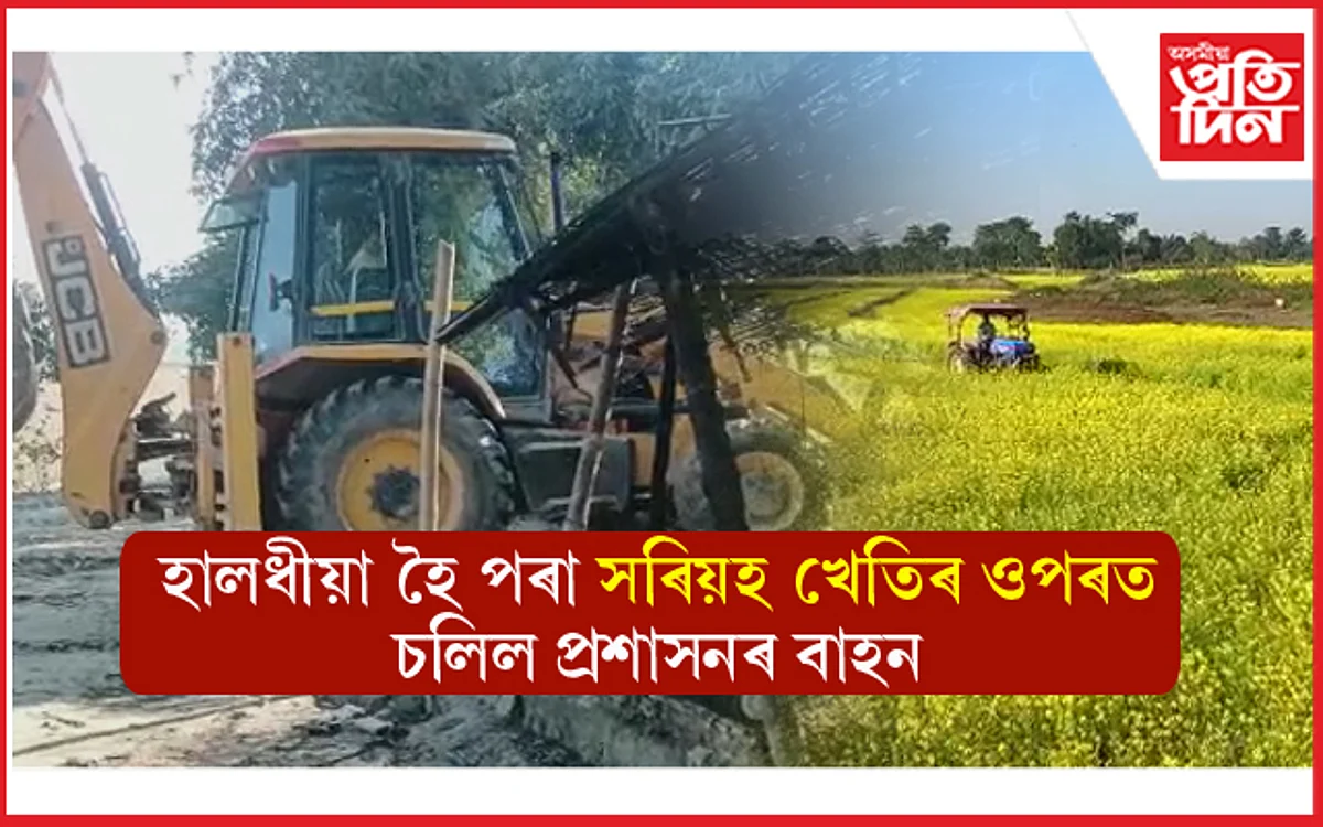 পাভ সংৰক্ষিত বনাঞ্চলত প্ৰশাসনৰ উচ্ছেদঃ হালধীয়া হৈ পৰা সৰিয়হৰ খেতিত চলিল প্ৰশাসনৰ ট্ৰেক্টৰ...