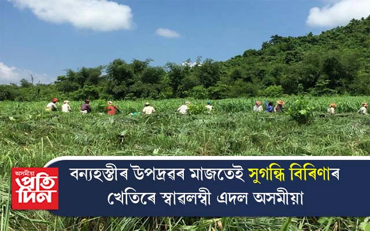 "সুগন্ধি বিৰিণা"ৰ খেতিৰে এদল অসমীয়াৰ চমক...