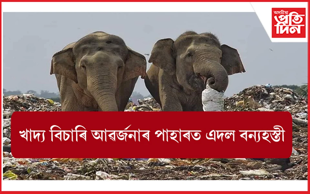 ইন্টাৰনেটৰ পৰা সংগ্ৰহিত আলোকচিত্ৰ