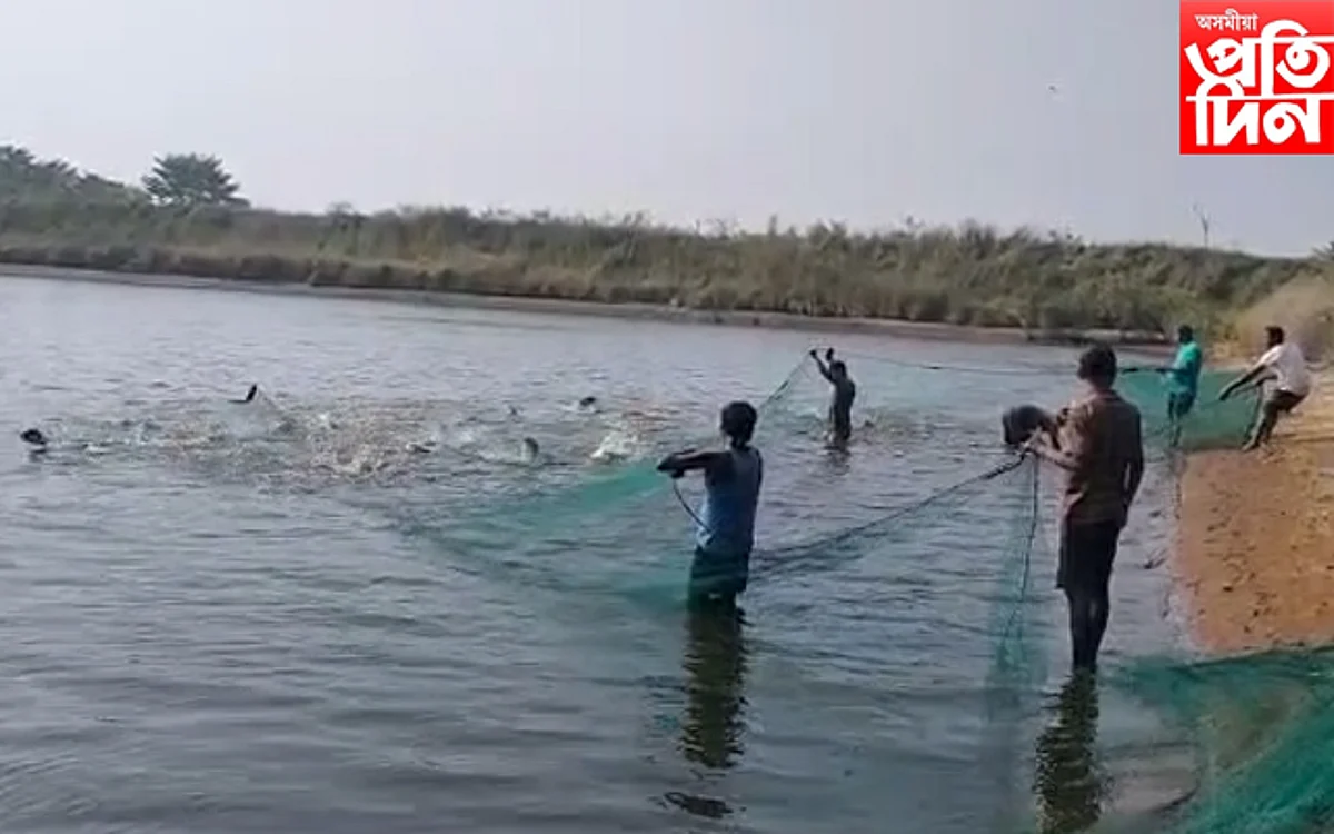 সুলভ মূল্যত চিতল ,ভকুৱা, ৰৌ , বাহু মাছ