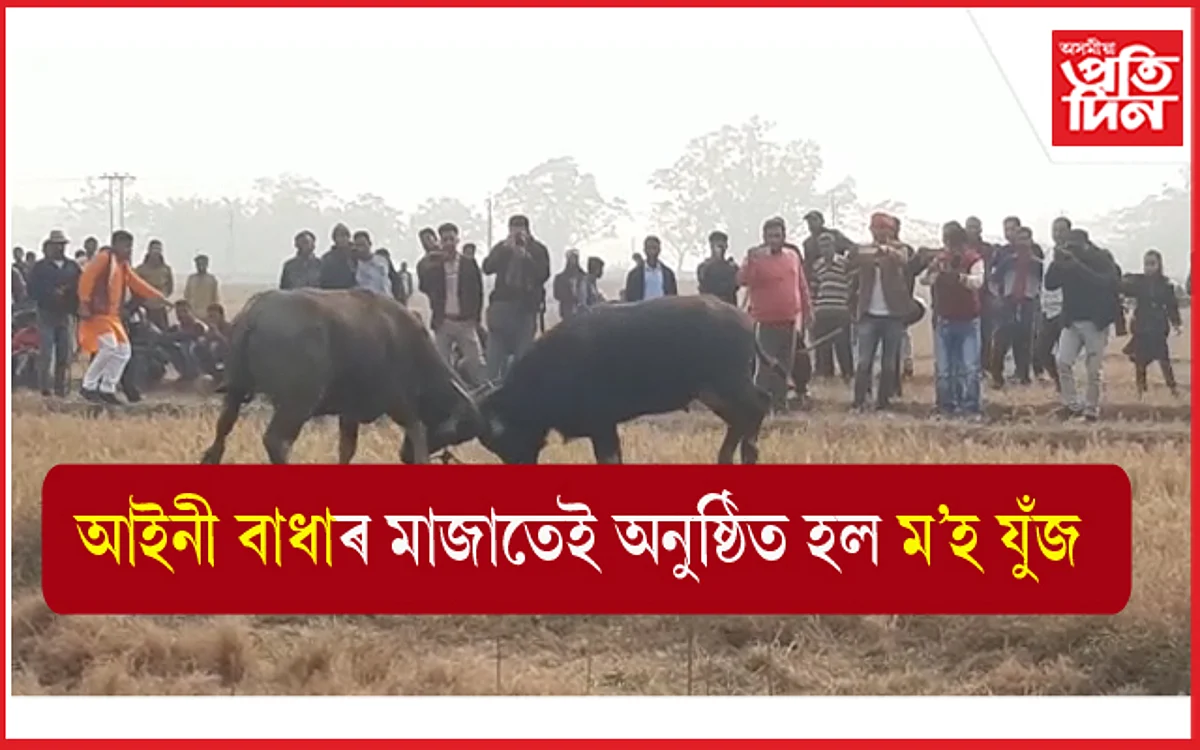 আইনী বাধাৰ মাজতেই পৰম্পৰা ৰক্ষাৰ বাবে অনুষ্ঠিত হ'ল ম'হ যুঁজ...