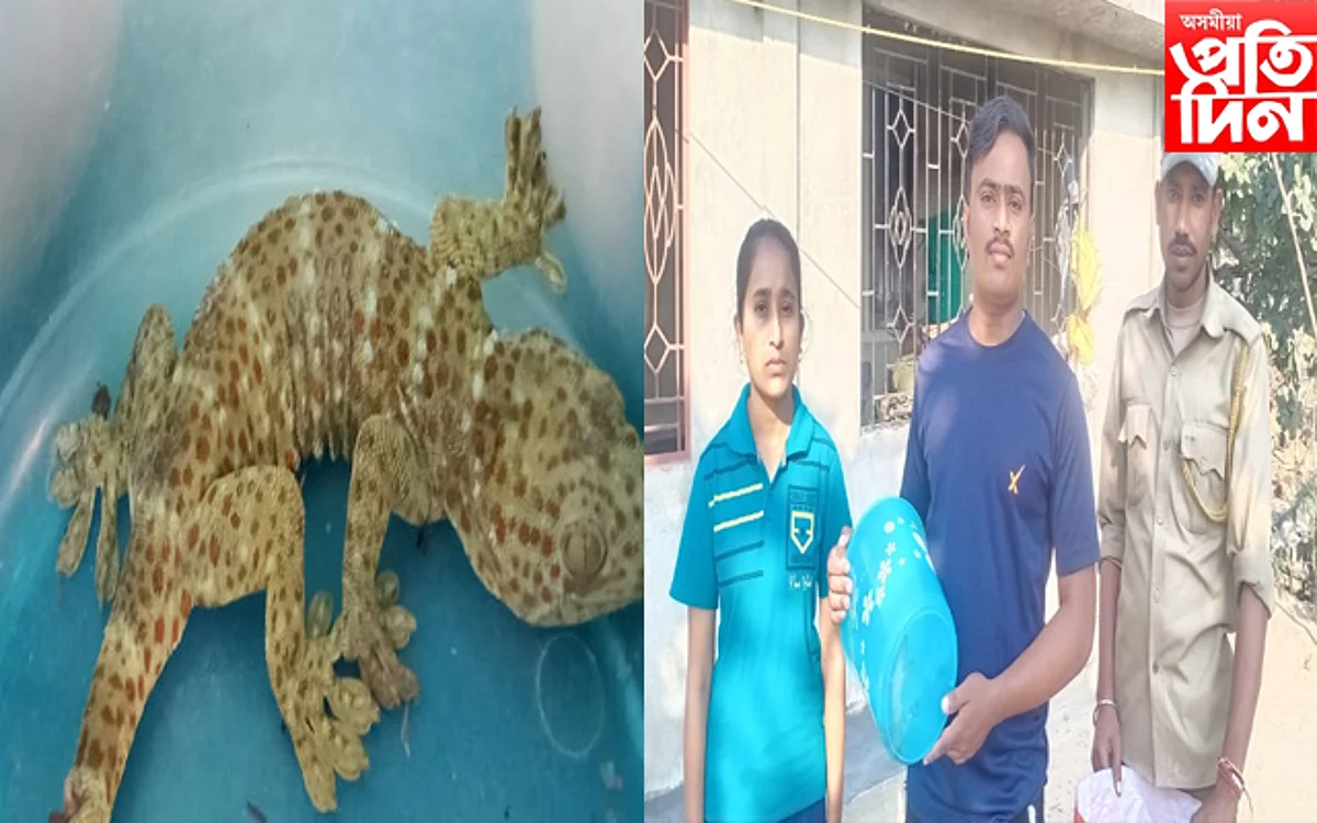 মায়ঙত দুষ্প্ৰাপ্য প্ৰজাতিৰ কেঁকো সাপ উদ্ধাৰ