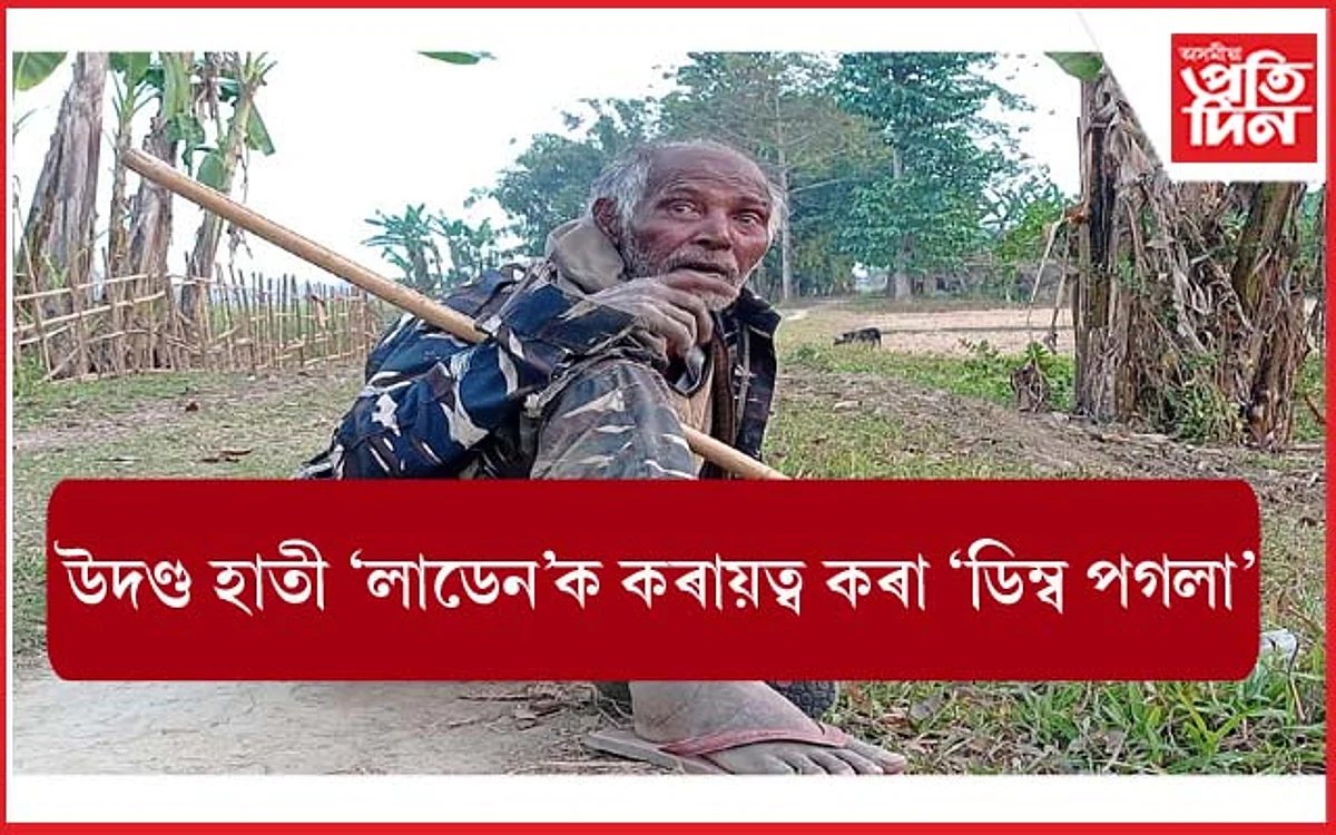 উদণ্ড হাতী 'লাডেন'ক কৰায়ত্ব কৰা 'ডিম্ব পগলা'ৰ খবৰ ৰাখিছেনে কোনোবাই?