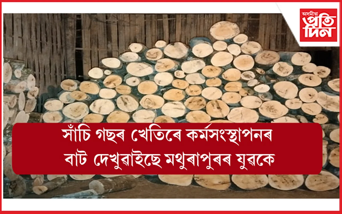 সাঁচি গছৰ খেতিৰে মথুৰাপুৰৰ শিক্ষিত যুৱকে দেখুৱাইছে কৰ্মসংস্থাপনৰ বাট...