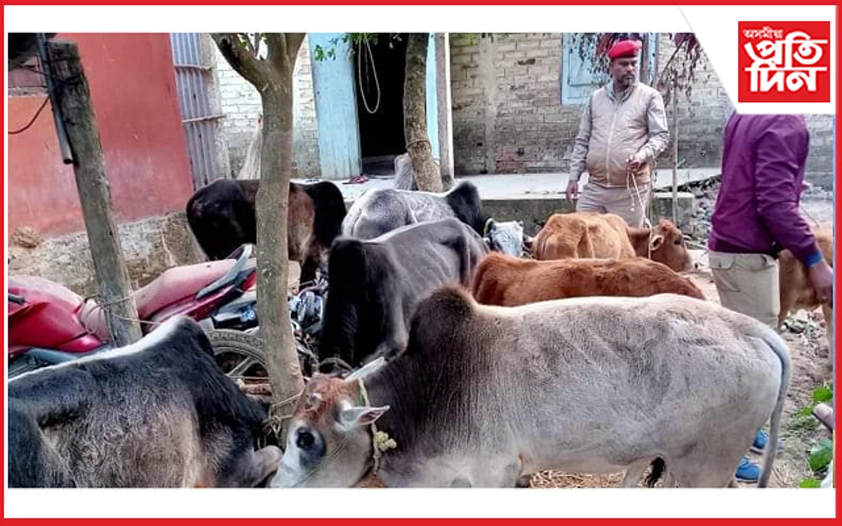 আৰক্ষী, বি এছ এফৰ পৃথক অভিযানত পুনৰ ১৭ টা চোৰাং গৰু জব্দ...