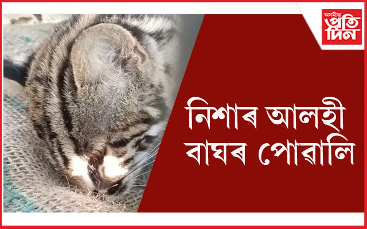 নিশাৰ আলহী হৈ আহিল বাঘৰ পোৱালি...