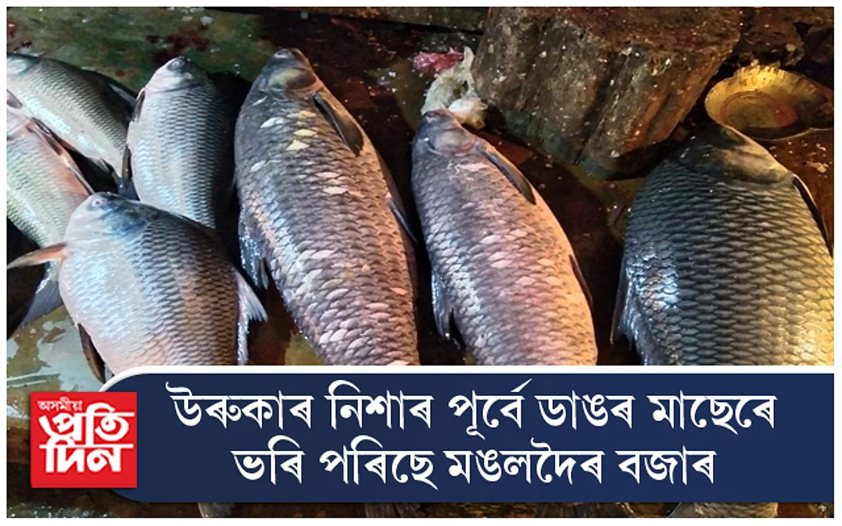 ডাঙৰ মাছেৰে ভৰি পৰিছে মঙলদৈৰ বজাৰ...