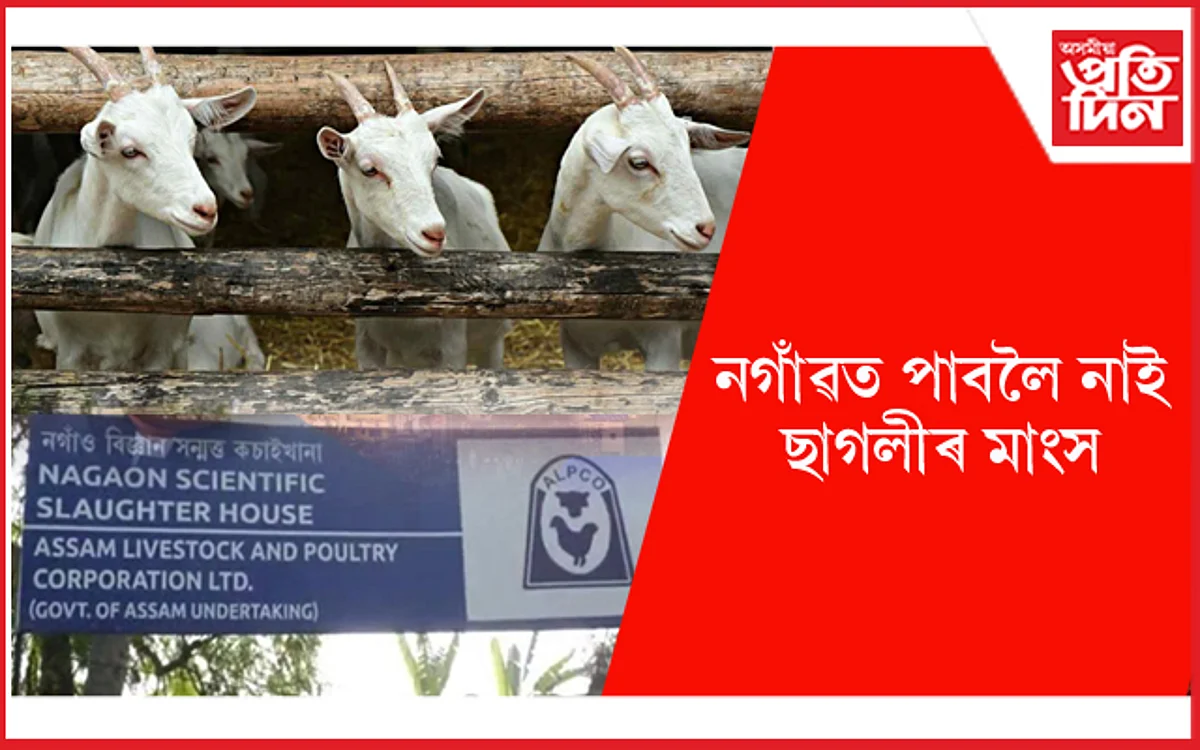 ইচ্ছা থাকিলেও নগাঁৱত খাব নোৱাৰি ছাগলীৰ মাংস ! বন্ধ সকলো দোকান...
