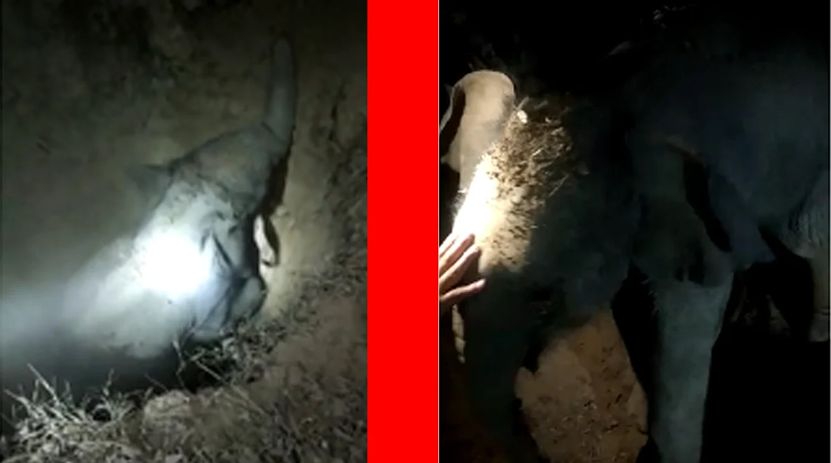 দ’ কুঁৱাত বাগৰি পৰিল হাতী পোৱালী, বন কৰ্মীয়ে কৰিলে উদ্ধাৰ…