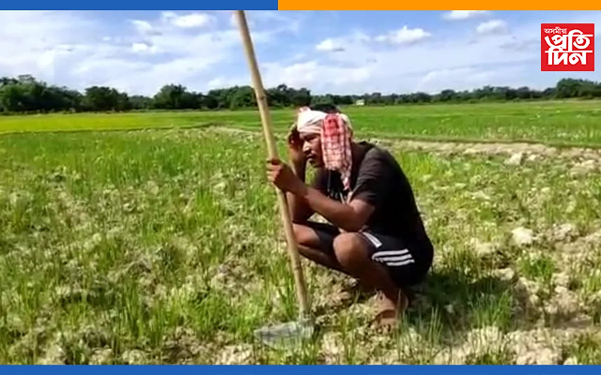 নাই জলসিঞ্চন ব্যৱস্থা, বৰষুণেই আশাঃ শুকান মাটিতে কোৰ মাৰি শাওণৰ পথাৰত মূৰে কপালে হাত দিছে মৰিয়নিৰ কৃষকে