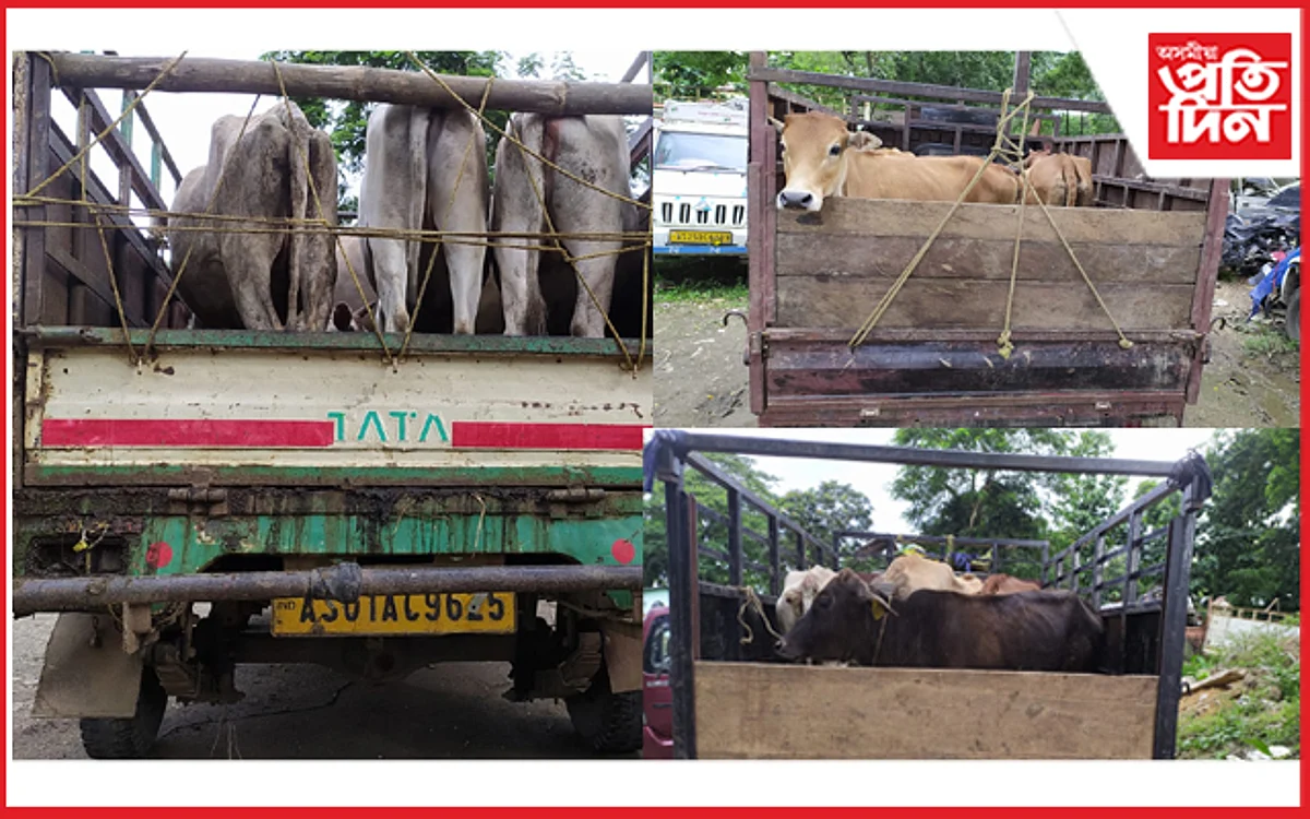 মেঘালয়লৈ প্ৰেৰণ কৰিবলৈ লোৱা ১৩ টা গৰুসহ ৩ খন বাহন জব্দঃ আটক ৫ সৰবৰাকাৰী…