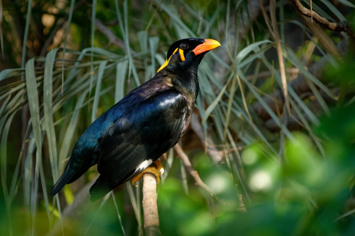 Hilly Myna
