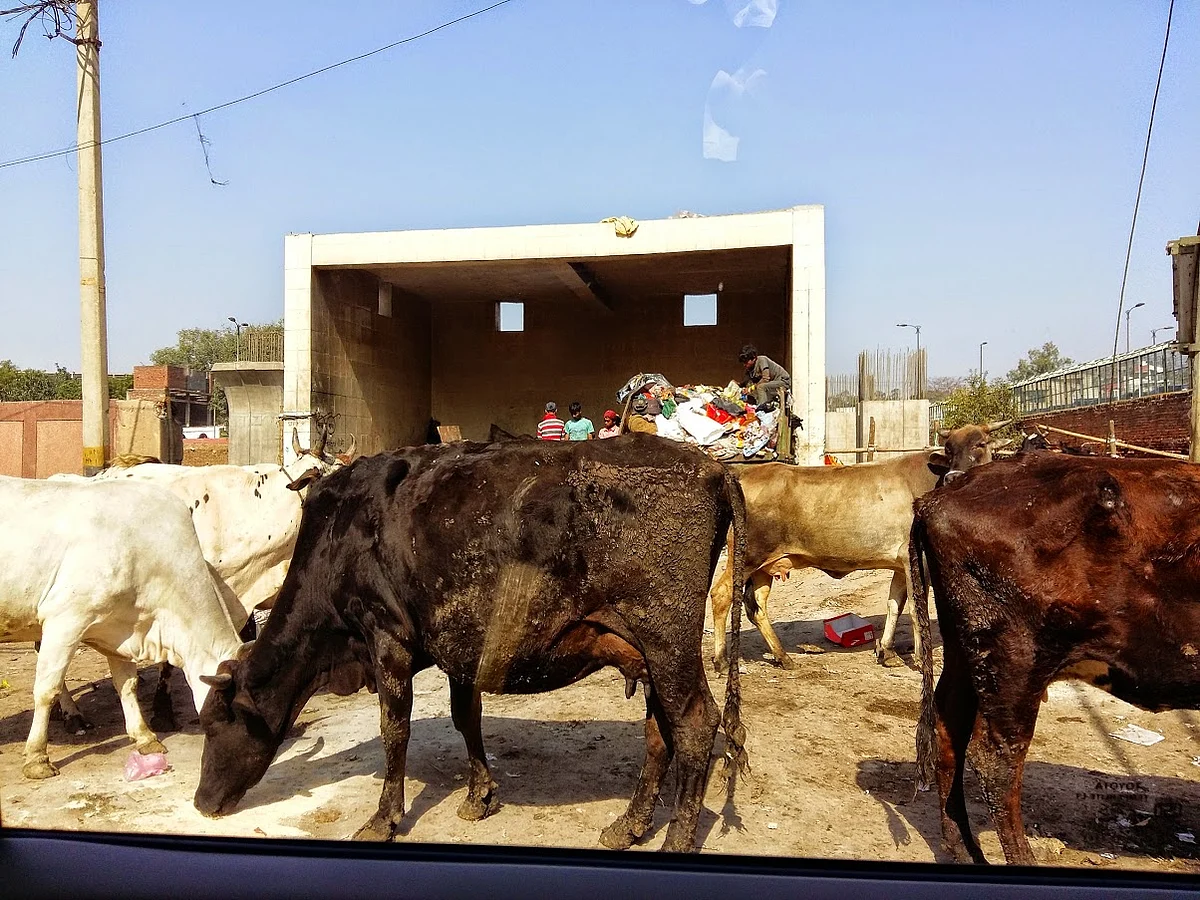Cattle