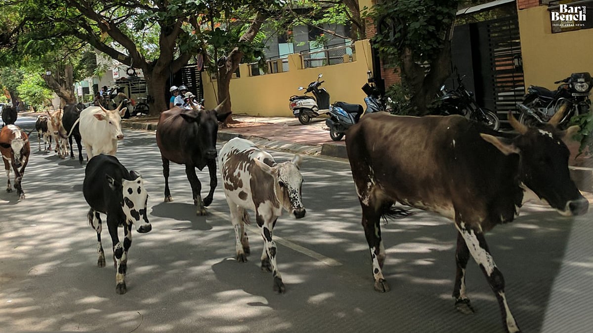"My car was entering court and cows blocked it:" Gujarat HC Chief Justice on stray cattle menace - Vimarsana News
